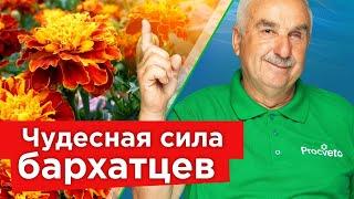 ДАЖЕ НЕ ДУМАЙТЕ ВЫБРАСЫВАТЬ БАРХАТЦЫ! Сделайте с ними это сейчас, и весной результат вас поразит