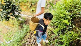 Mon làm A-Kay đeo gù lên rẫy hái quả Hồng  tại “Đèo Mây Farm“ Đà Lạt