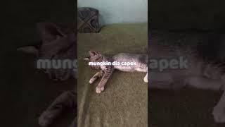 kucingku meninggoy! 