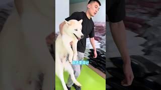 不拆：爹這兒有人偷狗，撤退撤退 哈哈：老登撒手，我還沒設計完呢 #哈士奇 #萌寵