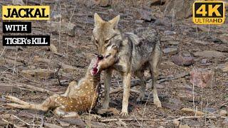 WILD JACKAL WITH  TIGER's KILL - WHAT HAPPENS NEXT?? | RANTHAMBORE NATIONAL PARK