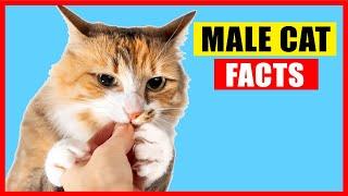 17 Surprising Facts About Male Cats