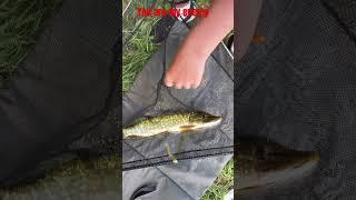 #angling #anglingtimes #fishcatching #perch #fishing #pike #northernpike YOU ARE MY ENEMY