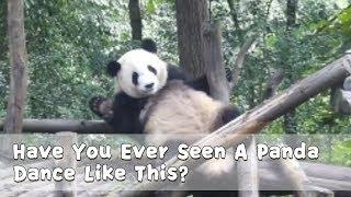 Have You Ever Seen A Panda Dance Like This? | iPanda