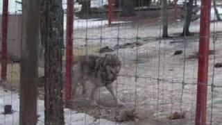 Colorado Wolf + Wildlife Center