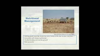 Sheep pregnancy scanning Part 1: A producer's experience with pregnancy scanning