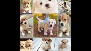 Cute Dog  Images|| Whatsapp dp img ..........