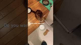 Henry shouts for a Churu snack! Loud Meows. #brightenyourday #meowsounds  #cat #meows #justmeows