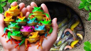 Crazy Catch Ornamental Frogs For Fun In Small Pond, Catfish, Koi Fish, Goldfish, Betta Fish, Turtle