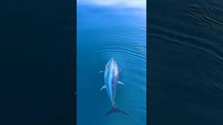 This Secret Spot Is Full of Tuna – Watch the Strike! 