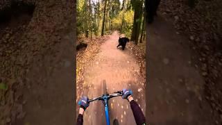 Have you seen this cutie before #mtb #dirtjumper #anatoly_brv #todayweride #mtblife #animals "