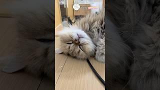 Sweet little kitty. So cute. #cat #fluffy #fluffycat #catsanddogsandalotoffun #sleeping #adorable