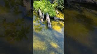 Turtle Pond @falconaquariumservices | Falcon Aquarium Services
