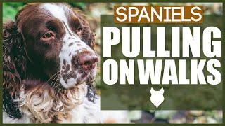 How To STOP Your SPANIEL PULLING ON WALKS