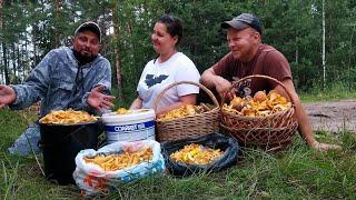 Грибы, почти 100 литров!