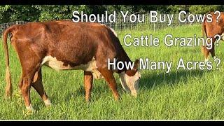 Tips To Raising Cattle RIGHT!