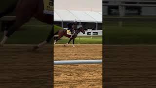 Blazing Sevens galloping at Pimlico 5/17