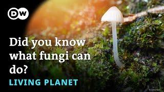 The truly amazing world of fungi – Living Planet