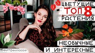 ТОП 8 необычных ЦВЕТУЩИХ РАСТЕНИЙ  Подарки к 8 МАРТА