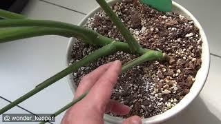 Monstera Albo Variegata  Large Form Vs Small Form