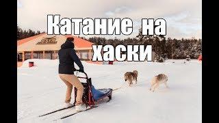 Куда пойти зимой. Катание на хаски.