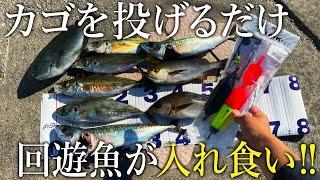 【大物を狙いたい方へ】遠投カゴ釣りセットでデカアジや大サバまで回遊魚が入れ食いになった！