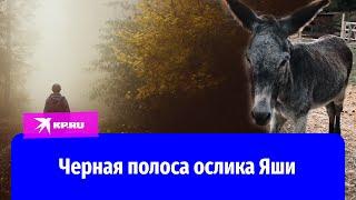 Черная полоса жизни ослика Яши