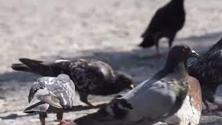 Flock of Pigeons. Beautiful video.