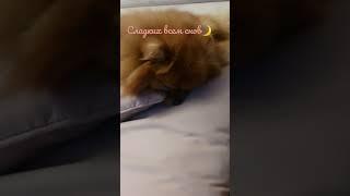 сладких всем снов️️️ #боня #лола