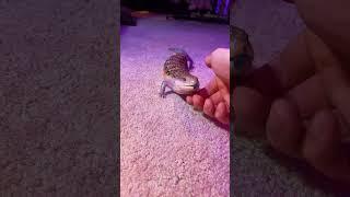 🫱 Blue Tongue Skink DEMANDS More Cuddles!!! 🫲