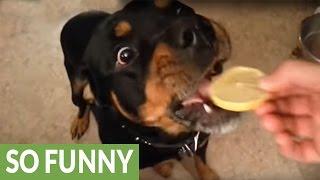 Rottweiler's priceless reaction after tasting lemon