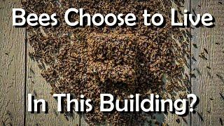 Bee Swarm Explained What are They Doing and Why This swarm is moving in on its own.