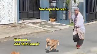 NGAKAK !! Kucing Oren Ketahuan Emak Lagi Pacaran, Emak Bawain Kayu Biar Pulang ~ Kucing Lucu