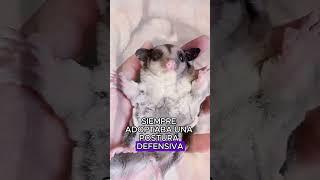 The little sugar glider regards the cat as its mother #animals #Friendship #Us