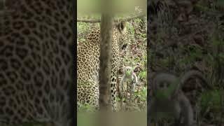 A Leopard's Failed Hunt: The Monkey's Daring Escape