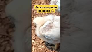 Como recuperar pollos de engorde enfermos  #pollosdeengorde #short