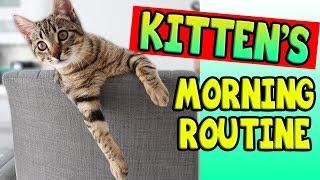 KITTEN'S MORNING ROUTINE!