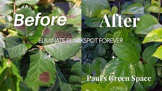 Black Spot on Roses....How to Treat and Prevent it