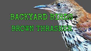 BACKYARD BIRDS  [ Brown Thrasher ]  #SHORTS