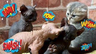 Friday Night Cat Fight: Crazy Kittens!