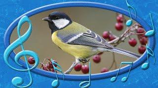 Great tit [Parus major] - voices of the Birds (rare sounds of birds)