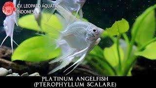 terophyllum scalare THE BRIGHT PLATINUM ANGELFISH. (Leopard Aquatic Q006C)