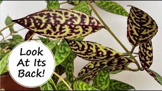 The UNDERSIDE of the leaf is perhaps even more beautiful than the TOP | Black Pagoda Lipstick Plant