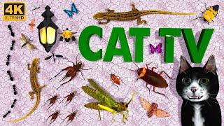 3D TV for Cats | Ultimate Cat Games Bugs and Lizard Compilation for Cats Entertainment | 4K 60fps