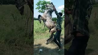 roji horse #horselover #horseriding #horsepower #horse #viral #shorts #shortvideo #trendingshorts