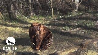 Bowhunt for MASSIVE BEARS!!!! (Manitoba)