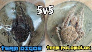 TEAM POLOMOLOK vs TEAM DIGOS / 5v5 Derby spider Fights