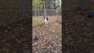 Central Asian shepherd Pamir 6 m old NY