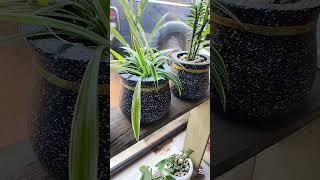🪴 #plants #flowerspot #garden #plantpots #gardening #plantingpots #succulent #flowerpot #ideashow