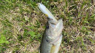 TOPWATER Bass Fishing with the Lucky Craft USA Sammy 85 (walking bait)